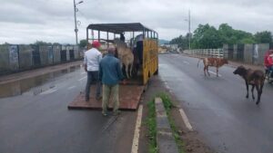 Itarsi Update : निराश्रित गौवंश को आश्रय विशेष अभियान निरंतर चलाया जा रहा है। कलेक्टर