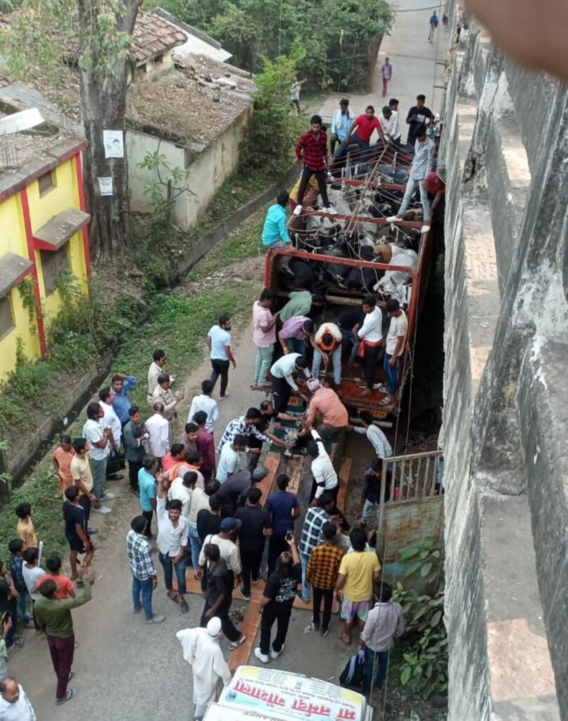 Itarsi: गोवंशीय मवेशियों से भरे ट्रक को पकड़ा